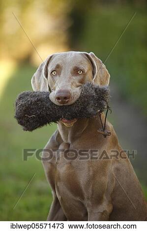 Stock Image - Weimaraner with dog toy in mouth, sitting. Fotosearch