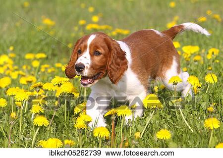 Stock Photo - Welsh Springer Spaniel, puppy, 12 weeks. Fotosearch