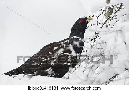 Western capercaillie (Tetrao urogallus), Bavarian Forest National Park, Bavaria, Germany, Europe View Large Photo Image Stock Image - Western capercaillie (Tetrao urogallus), Bavarian Forest National Park, Bavaria, Germany, Europe. Fotosearch