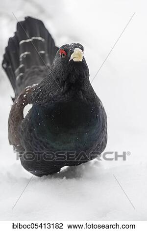 Stock Image - Western capercaillie (Tetrao urogallus), Bavarian Forest National Park, Bavaria, Germany, Europe. Fotosearch