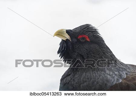 Western capercaillie (Tetrao urogallus), Bavarian Forest National Park, Bavaria, Germany, Europe View Large Photo Image Stock Image - Western capercaillie (Tetrao urogallus), Bavarian Forest National Park, Bavaria, Germany, Europe. Fotosearch