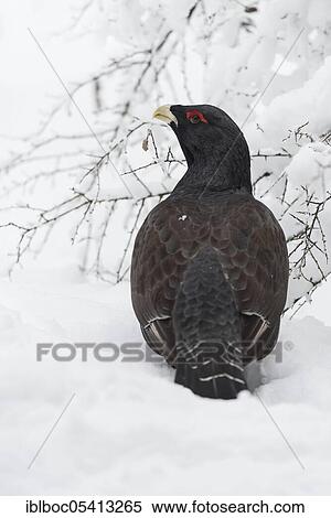 Stock Photography - Western capercaillie (Tetrao urogallus), Bavarian Forest National Park, Bavaria, Germany, Europe. Fotosearch