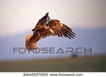 Western marsh-harrier (Circus aeruginosus), female, Castilla-La Mancha, Spain, Europe View Large Photo Image Stock Image - Western marsh-harrier (Circus aeruginosus), female, Castilla-La Mancha, Spain, Europe. Fotosearch