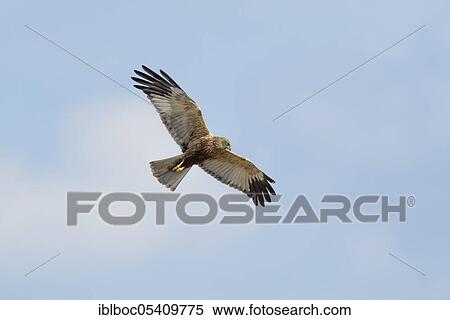 Western marsh-harrier (Circus aeruginosus) male, Ochsenmoor, Lower Saxony, Germany, Europe View Large Photo Image Stock Photography - Western marsh-harrier (Circus aeruginosus) male, Ochsenmoor, Lower Saxony, Germany, Europe. Fotosearch