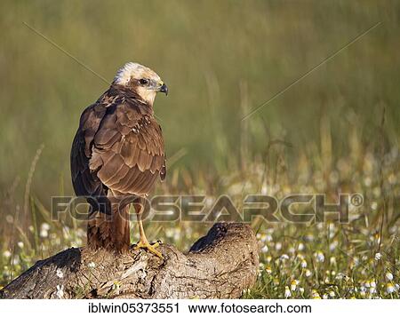 Western marsh-harriers (Circus aeruginosus), Castilla-La Mancha, Spain, Europe View Large Photo Image Stock Image - Western marsh-harriers (Circus aeruginosus), Castilla-La Mancha, Spain, Europe. Fotosearch