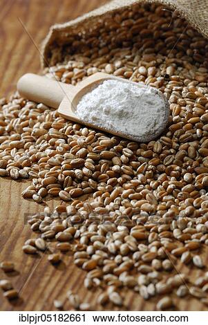 Stock Image - Wheat, Grains, Flour ( Triticum aestivum), Flour. Fotosearch