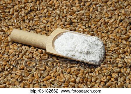 Stock Image - Wheat, Grains, Flour ( Triticum aestivum), Flour. Fotosearch