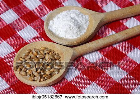 Wheat, grains, flour ( Triticum aestivum), flour, cooking spoon, wooden spoon View Large Photo Image Stock Photo - Wheat, grains, flour ( Triticum aestivum), flour, cooking spoon, wooden spoon. Fotosearch