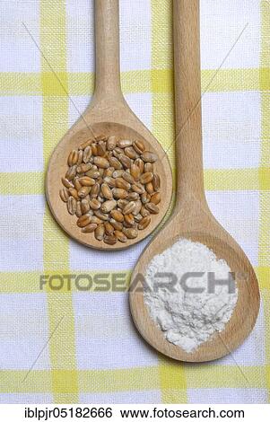Wheat, grains, flour ( Triticum aestivum), flour, cooking spoon, wooden spoon View Large Photo Image Stock Photograph - Wheat, grains, flour ( Triticum aestivum), flour, cooking spoon, wooden spoon. Fotosearch