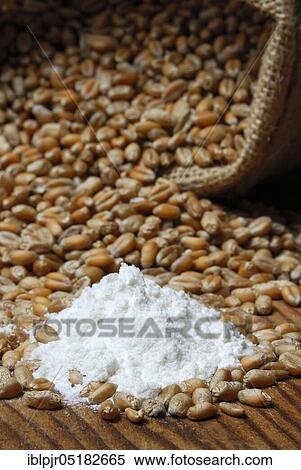 Stock Photography - Wheat, Grains, Flour ( Triticum aestivum), Flour. Fotosearch