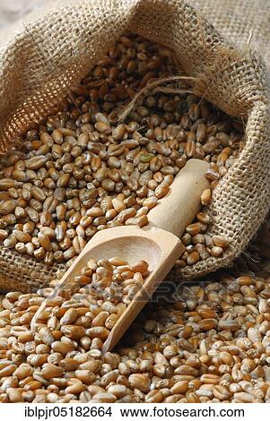 Picture - Wheat, Grains ( Triticum aestivum), Sack. Fotosearch