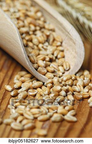 Stock Photo - Wheat, grains, ( Triticum aestivum). Fotosearch