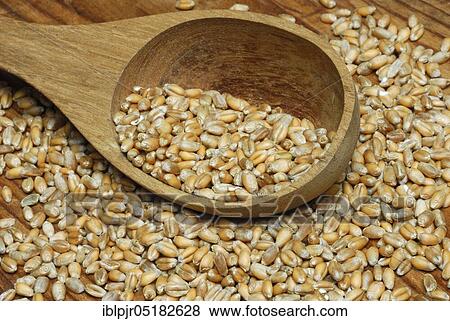 Stock Photo - Wheat, grains, ( Triticum aestivum). Fotosearch
