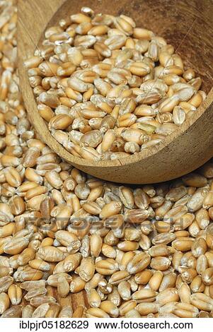 Stock Photo - Wheat, grains, ( Triticum aestivum). Fotosearch