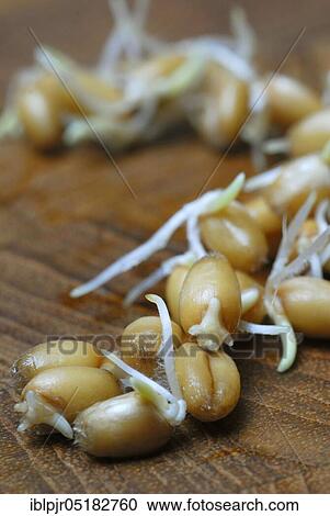 Wheatgerms (Triticum aestivum) sprouts, germ, cereal seedlings View Large Photo Image Stock Image - Wheatgerms (Triticum aestivum) sprouts, germ, cereal seedlings. Fotosearch