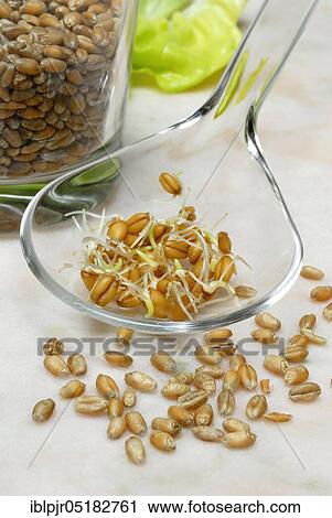 Wheatgerms (Triticum aestivum) sprouts, germ, cereal seedlings View Large Photo Image Stock Image - Wheatgerms (Triticum aestivum) sprouts, germ, cereal seedlings. Fotosearch