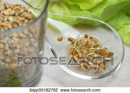 Stock Image - Wheatgerms (Triticum aestivum) sprouts, germ, cereal seedlings. Fotosearch