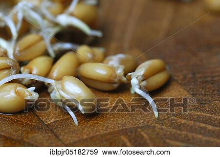 Stock Photo - Wheatgerms (Triticum aestivum) sprouts, germ, cereal seedlings. Fotosearch