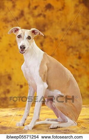 Picture - Whippet, male. Fotosearch