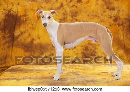 Stock Image - Whippet, male. Fotosearch