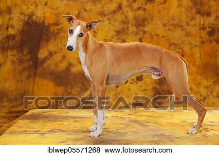 Stock Photo - Whippet, male. Fotosearch