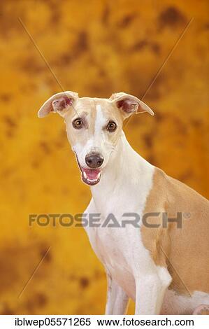 Stock Photography - Whippet, male. Fotosearch