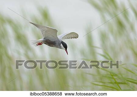 Whiskered Tern (Chlidonias hybrida), Lake Neusiedl NP, Burgenland, Austria, Europe View Large Photo Image Stock Photo - Whiskered Tern (Chlidonias hybrida), Lake Neusiedl NP, Burgenland, Austria, Europe. Fotosearch