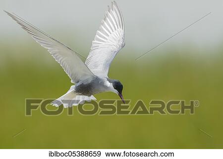 Stock Photo - Whiskered Tern (Chlidonias hybrida), Lake Neusiedl NP, Burgenland, Austria, Europe. Fotosearch