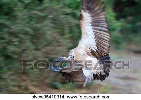 Picture - White-backed vulture (Gyps africanus) Kasane, Chobe River NP, Botswana, Africa. Fotosearch