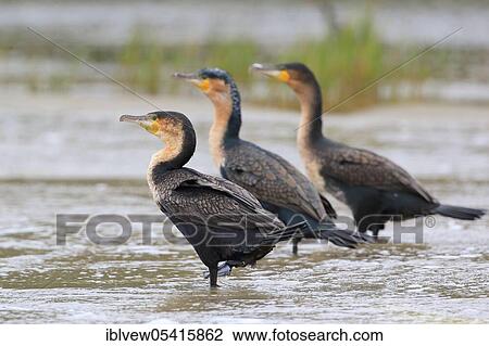 White-breasted Cormorants (Phalacrocorax lucidus), Kariega Game Reserve, Western Cape, South Africa, Africa View Large Photo Image Stock Image - White-breasted Cormorants (Phalacrocorax lucidus), Kariega Game Reserve, Western Cape, South Africa, Africa. Fotosearch