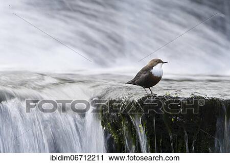 White-breasted dipper (Cinclus cinclus) in front of rushing waterfall, North Rhine-Westphalia, Germany, Europe View Large Photo Image Stock Image - White-breasted dipper (Cinclus cinclus) in front of rushing waterfall, North Rhine-Westphalia, Germany, Europe. Fotosearch