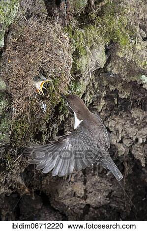 White-breasted dipper (Cinclus cinclus) approaching the nest, North Rhine-Westphalia, Germany, Europe View Large Photo Image Stock Image - White-breasted dipper (Cinclus cinclus) approaching the nest, North Rhine-Westphalia, Germany, Europe. Fotosearch
