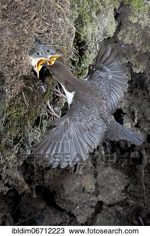 Stock Image - White-breasted dipper (Cinclus cinclus) approaching the nest, North Rhine-Westphalia, Germany, Europe. Fotosearch