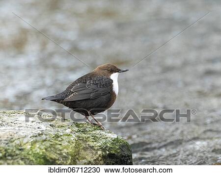 Stock Image - White-breasted dipper (Cinclus cinclus) in biotope, North Rhine-Westphalia, Germany, Europe. Fotosearch