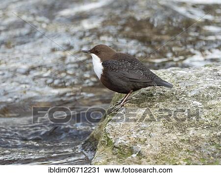 Stock Image - White-breasted dipper (Cinclus cinclus) in biotope, North Rhine-Westphalia, Germany, Europe. Fotosearch