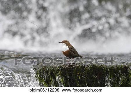 Stock Photo - White-breasted dipper (Cinclus cinclus) in front of rushing waterfall, North Rhine-Westphalia, Germany, Europe. Fotosearch