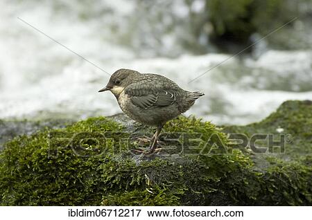 White-breasted dipper (Cinclus cinclus) young bird, North Rhine-Westphalia, Germany, Europe View Large Photo Image Stock Photo - White-breasted dipper (Cinclus cinclus) young bird, North Rhine-Westphalia, Germany, Europe. Fotosearch