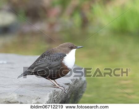 White-breasted dipper (Cinclus cinclus) in biotope, North Rhine-Westphalia, Germany, Europe View Large Photo Image Stock Photo - White-breasted dipper (Cinclus cinclus) in biotope, North Rhine-Westphalia, Germany, Europe. Fotosearch