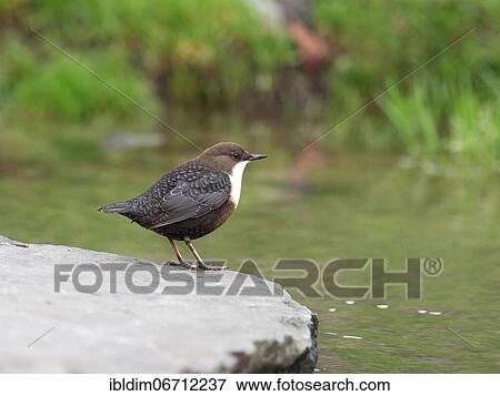 Stock Photo - White-breasted dipper (Cinclus cinclus) in biotope, North Rhine-Westphalia, Germany, Europe. Fotosearch