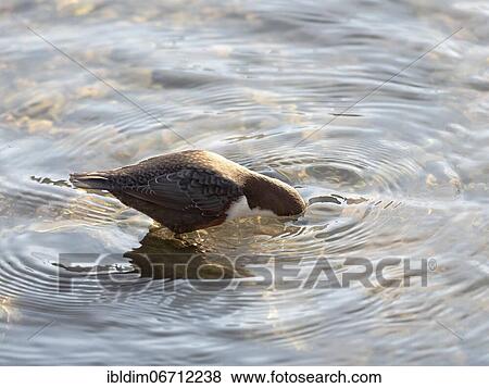 White-breasted dipper (Cinclus cinclus) foraging in clear water, North Rhine-Westphalia, Germany, Europe View Large Photo Image Stock Photo - White-breasted dipper (Cinclus cinclus) foraging in clear water, North Rhine-Westphalia, Germany, Europe. Fotosearch
