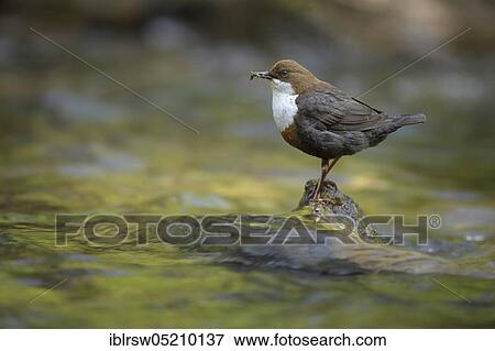 Stock Photo - White-breasted dipper (Cinclus cinclus) with captured insects. Fotosearch