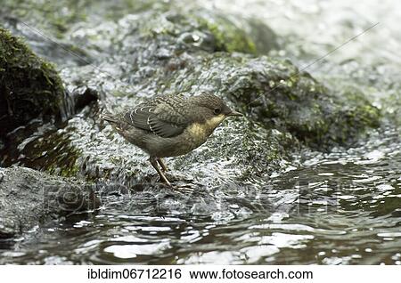 Stock Photograph - White-breasted dipper (Cinclus cinclus) young bird, North Rhine-Westphalia, Germany, Europe. Fotosearch