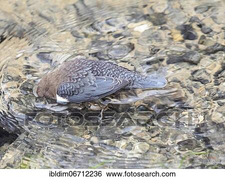 White-breasted dipper (Cinclus cinclus) foraging in clear water, North Rhine-Westphalia, Germany, Europe View Large Photo Image Stock Photograph - White-breasted dipper (Cinclus cinclus) foraging in clear water, North Rhine-Westphalia, Germany, Europe. Fotosearch
