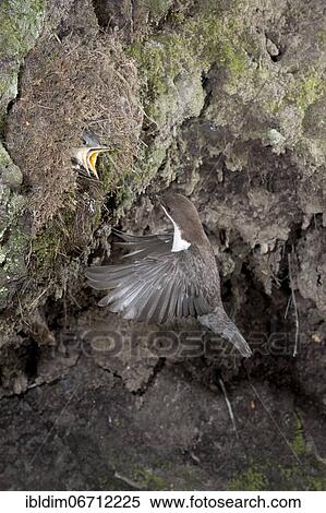 Stock Photography - White-breasted dipper (Cinclus cinclus) approaching the nest, North Rhine-Westphalia, Germany, Europe. Fotosearch