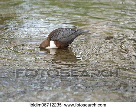 White-breasted dipper (Cinclus cinclus) foraging in clear water, North Rhine-Westphalia, Germany, Europe View Large Photo Image Stock Photography - White-breasted dipper (Cinclus cinclus) foraging in clear water, North Rhine-Westphalia, Germany, Europe. Fotosearch