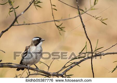 Stock Photograph - White-browed sparrow weaver (Plocepasser mahali), Botswana, Africa. Fotosearch