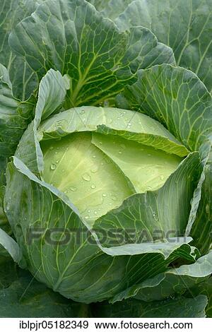 White cabbage, 'Holsteiner Platter' variety (Brassica oleracea var. capitata f. alba), filder cabbage, caps, for sauerkraut production View Large Photo Image Stock Photo - White cabbage, 'Holsteiner Platter' variety (Brassica oleracea var. capitata f. alba), filder cabbage, caps, for sauerkraut production. Fotosearch