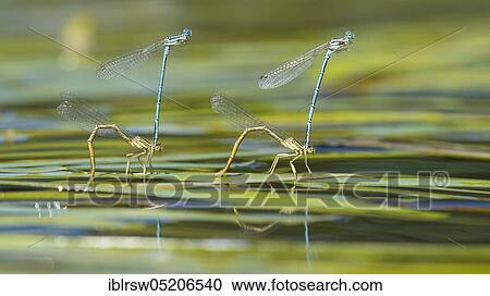 White-legged damselflies (Platycnemis pennipes) Lower Saxony, Germany, Europe View Large Photo Image Stock Image - White-legged damselflies (Platycnemis pennipes) Lower Saxony, Germany, Europe. Fotosearch