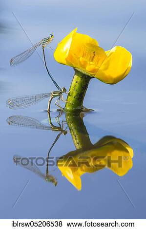 Stock Photo - White-legged damselflies (Platycnemis pennipes) Lower Saxony, Germany, Europe. Fotosearch