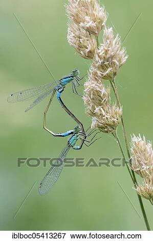 White-legged damselfly (Platycnemis pennipes) Mating wheel, Gifhorn, Lower Saxony, Germany, Europe View Large Photo Image Stock Photo - White-legged damselfly (Platycnemis pennipes) Mating wheel, Gifhorn, Lower Saxony, Germany, Europe. Fotosearch